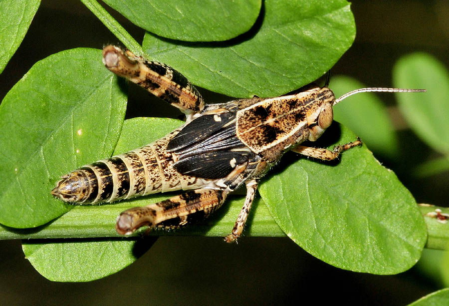 Acrididae:  Calliptamus sp., sub-adulto